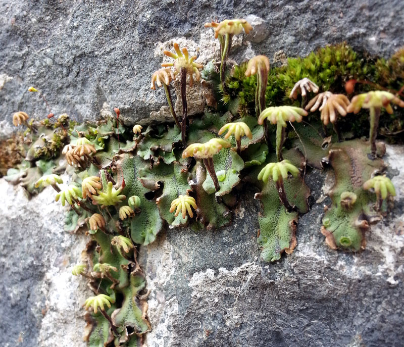 Marchantia polymorpha subsp. ruderalis